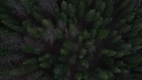 Flying Over Old Pine Forest Stock Footage 305652313