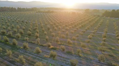 Flying over Olive Orchards at Sunset 4k Drone Stock-Footage 309406311