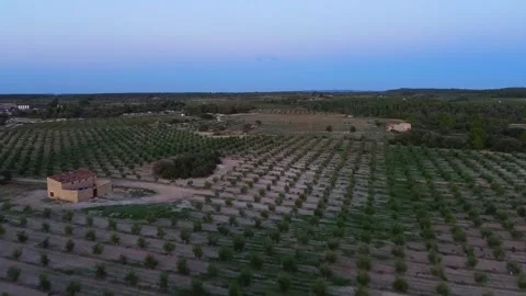Flying over Olive Tree Orchards during Twilight Stock Footage 285647424