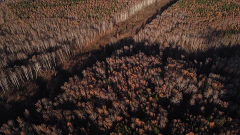 Flying over the orange forest. Stock Footage 242247599