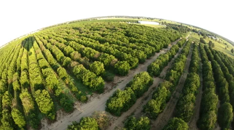 Flying Over Orange Groves Stock Footage 67479735