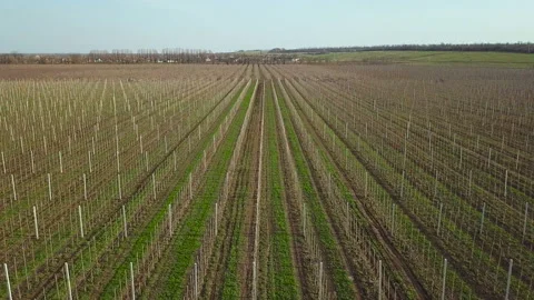 Flying over the orchard. Aerial 库存影片 101761063
