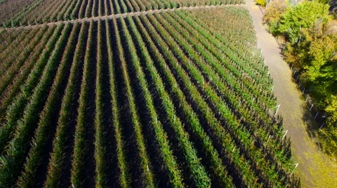 Flying Over Orchard in The Fall. Videography Quadrocopters. Autumn 库存影片 58118728