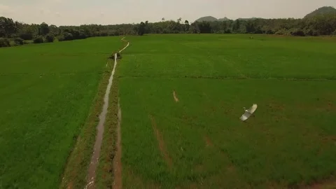 Flying over paddy fields Video stock 288234318