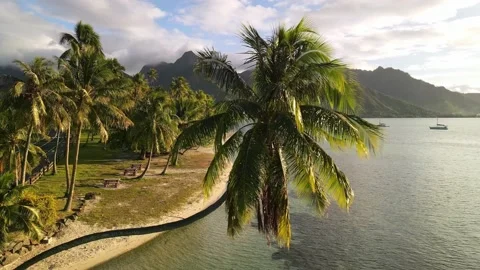 Flying over palm tree, landscape of Moorea Tahiti island. French Polynesia. 4k Stock Footage 138410147