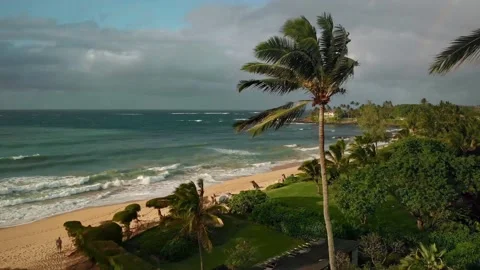 Flying over palm tree on tropical island. Hawaii beach. Drone aerial shot 4k Stock Footage 133844015