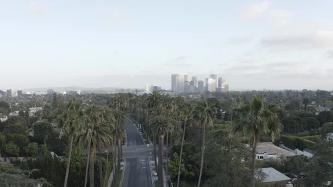 Flying over Palm Trees in Beverly Hills Stock Footage 128949494