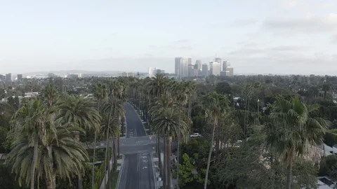 Flying over Palm Trees in Beverly Hills Stock Footage 129355527