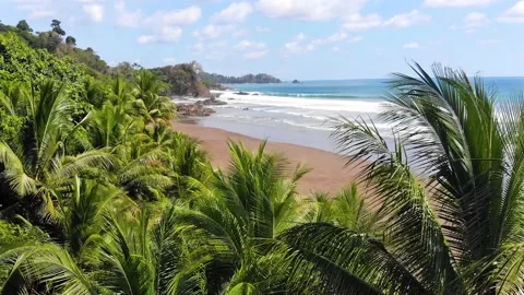 Flying over palm trees discovering a majestic pristine sandy beach Stock Footage 154344534