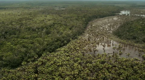 Flying over palm trees Stock Footage 52339139