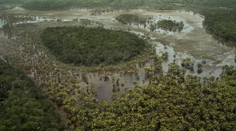 Flying over palm trees Stock Footage 52341466