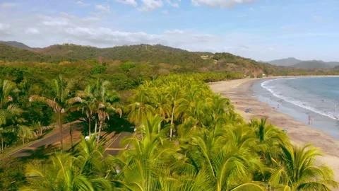 Flying over palm trees Video stock 169594400