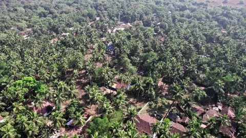 Flying Over Palm Trees 库存影片 236337017