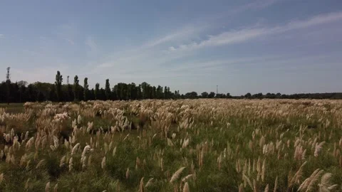 Flying over pampas grass , gold grass whit blue sky Stock Footage 150401995