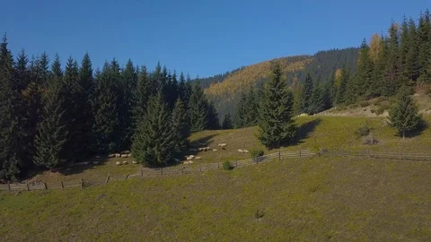 Flying over the pasture with sheep Stock Footage 101503188