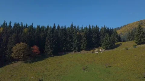 Flying over the pasture with sheep Stock Footage 101543453