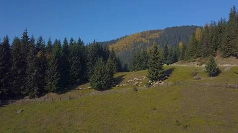Flying over the pasture with sheep Stock Footage 101548069