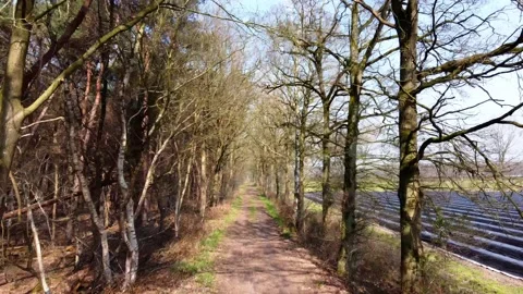 Flying over a path in forrest with trees Stock Footage 150974791