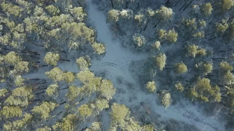 Flying over a path in a winter forest on a throne, nature in winter. Stock Footage 165328060