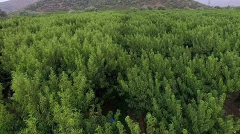Flying Over Peach Trees Stock Footage 53283223