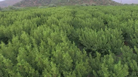 Flying Over Peach Trees Stock Footage 61114745