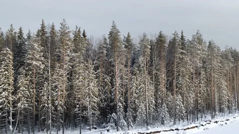 Flying over the peaks of the winter forest. 動画素材 146354024