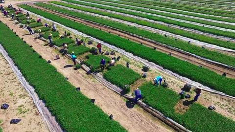Flying over people picking crops 動画素材 203967974