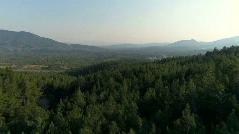 Flying over Pine Forest, 4K UHD Aerial Video Stock-Footage 77657042