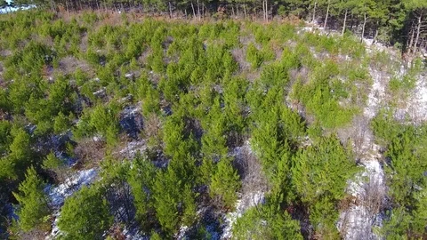 Flying over the pine forest, aerial view Stock Footage 72790014