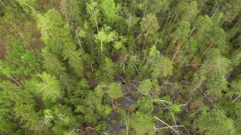 Flying over a pine forest. Aerial shot Stock-Footage 80130025