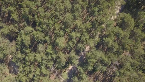 Flying over the pine forest. Aerial view. Camera down 스톡 동영상 112764151