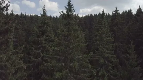 Flying Over Pine Forest Aerial Shot Drone Footage Nature Stock Footage 159471204