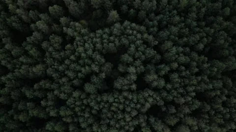 Flying over the pine forest, aerial 2 Stock Footage 306129886