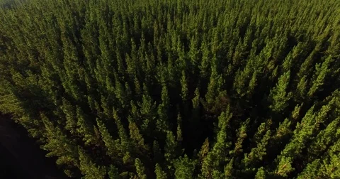 Flying over pine forest and back again late afternoon Stock Footage 84937823