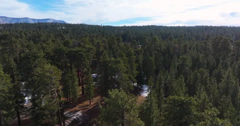Flying over pine forest and open field Stock Footage 329902026