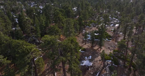 Flying over pine forest and hiking trail Stock Footage 329910165