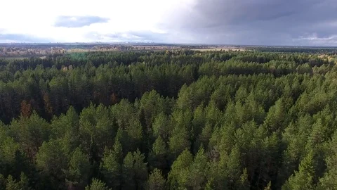 Flying over Pine Forest in Autumn Stock Footage 80831438