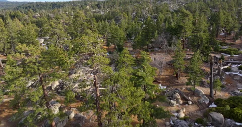 Flying over pine forest with boulders and mountains Video stock 329902919