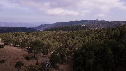 Flying over a pine forest on a cloudy day Stock Footage 88094643