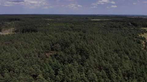Flying over a pine forest on a drone Stock Footage 138797942