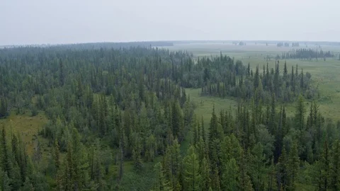 Flying over a pine forest, the fog in the forest stretches to the horizon 4K Stock Footage 124750104
