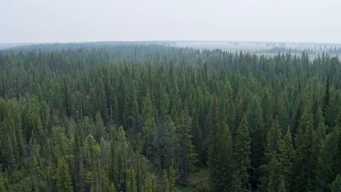 Flying over a pine forest, the fog in the forest stretches to the horizon 4K Stock Footage 124750155