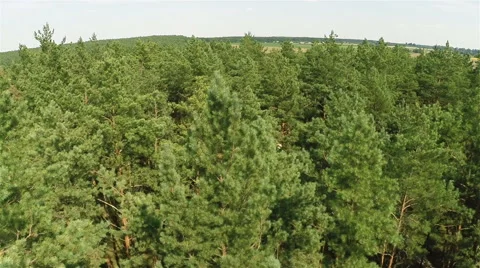 Flying Over The Pine Forest 스톡 동영상 41070264