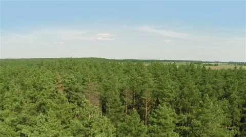 Flying Over The Pine Forest Vídeo Stock 41070309
