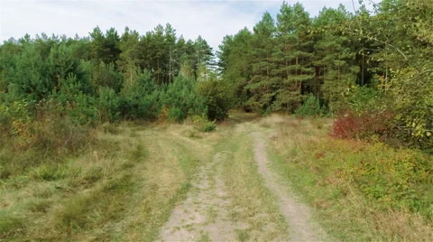Flying over the pine forest 動画素材 44323707