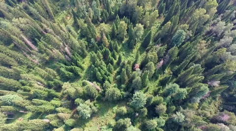 Flying over pine forest Stock Footage 68276811