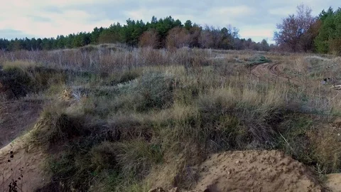 Flying over the pine forest Video stock 99576579