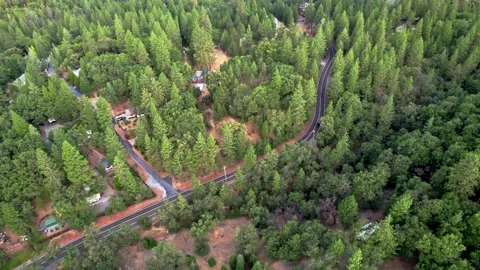 Flying over a pine forest Stock Footage 285658998