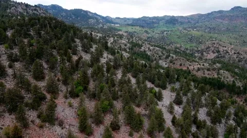 Flying over a pine forest in the mountains in cloudy weather 4k Video stock 213615363
