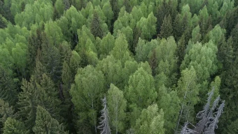 Flying over a pine forest near field Stock Footage 71833335